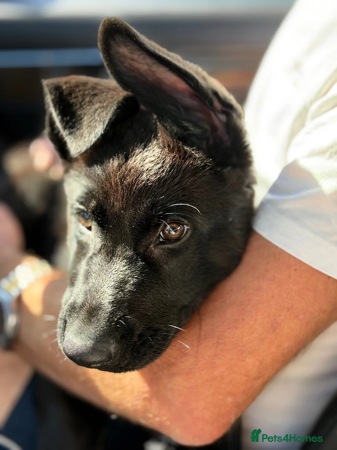 German Shepherd dogs for sale: 13 week male German shepherd  - Advert 9
