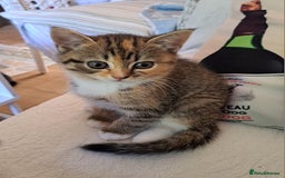 Mixed Breed cats for sale: Four fluffy stress reducers looking for new homes - Image 9