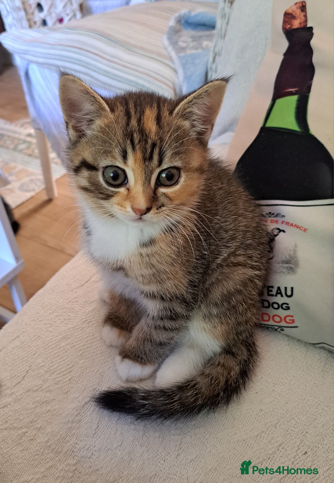 Mixed Breed cats for sale: Four fluffy stress reducers looking for new homes - Image 9