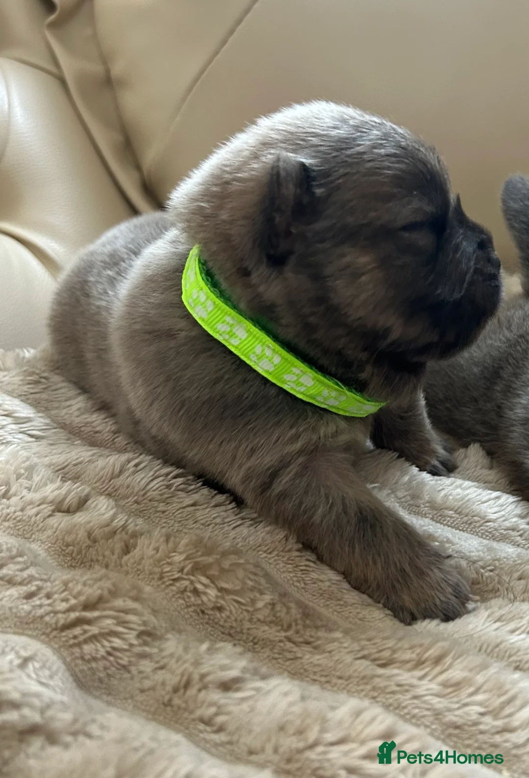 Chow Chow dogs for sale: 7 Stunning Chow Chow Puppies - Advert 5