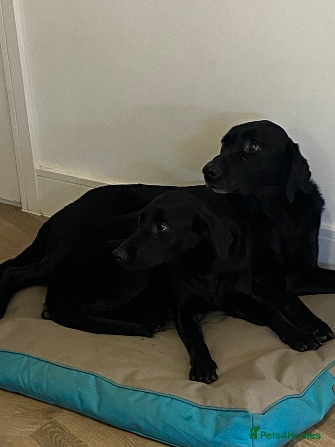 Labrador Retriever dogs for sale: Gorgeous Labrador puppies for sale! - Image 13