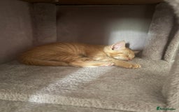 Turkish Van cats for sale: Turkish Van Mix Kittens 8 Weeks Old Ready Now! - Image 14