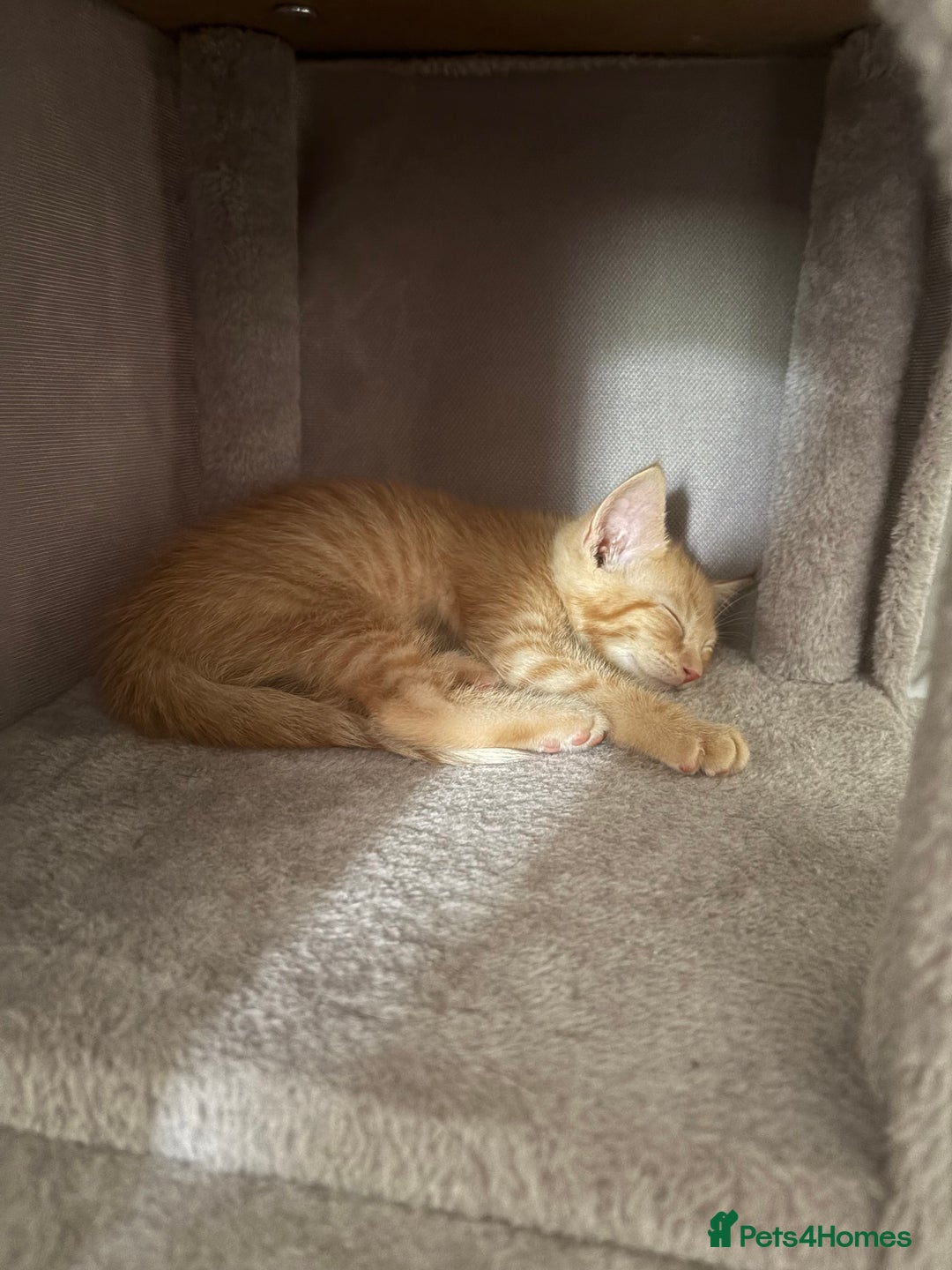 Turkish Van cats for sale: Turkish Van Mix Kittens 8 Weeks Old Ready Now! - Image 14