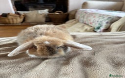 Mini Lop rabbits for sale: Beautiful mini lop rabbits - Image 13