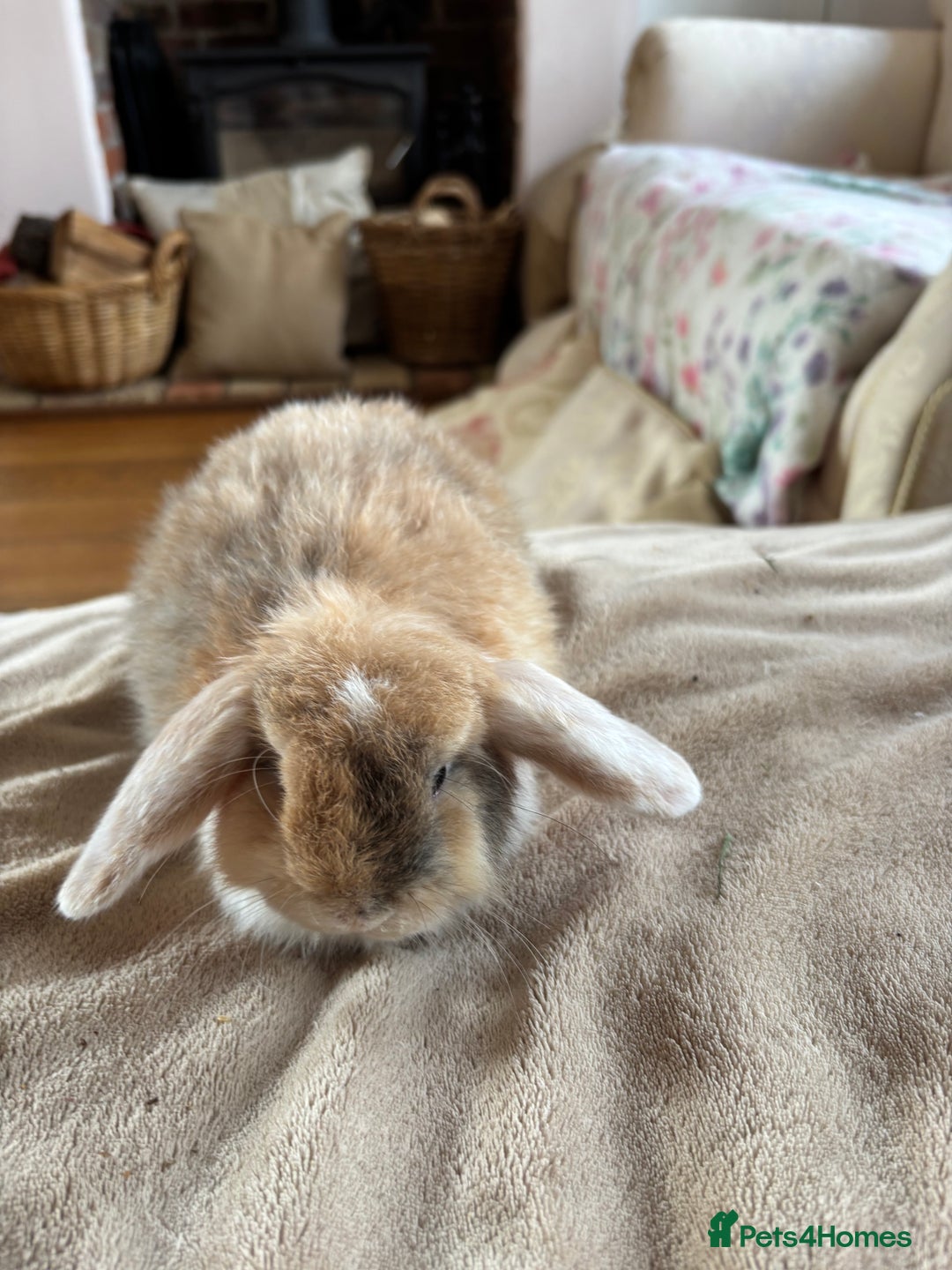 Mini Lop rabbits for sale: Beautiful mini lop rabbits - Image 13