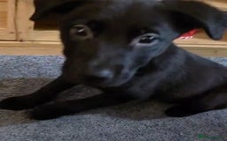 Mixed Breed dogs for sale: Milo mixed breed - Advert 2