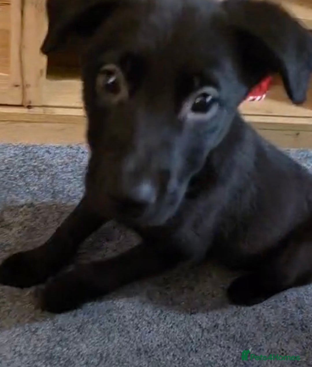 Mixed Breed dogs for sale: Milo mixed breed - Advert 2