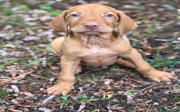 Hungarian Vizsla dogs for sale: PEDIGREE VIZSLA PUPS HIP & ELBOW TESTED PARENTS   - Image 14