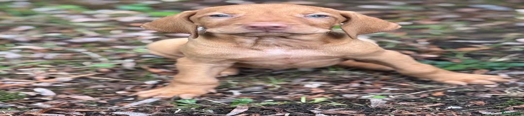 Hungarian Vizsla Puppy 4