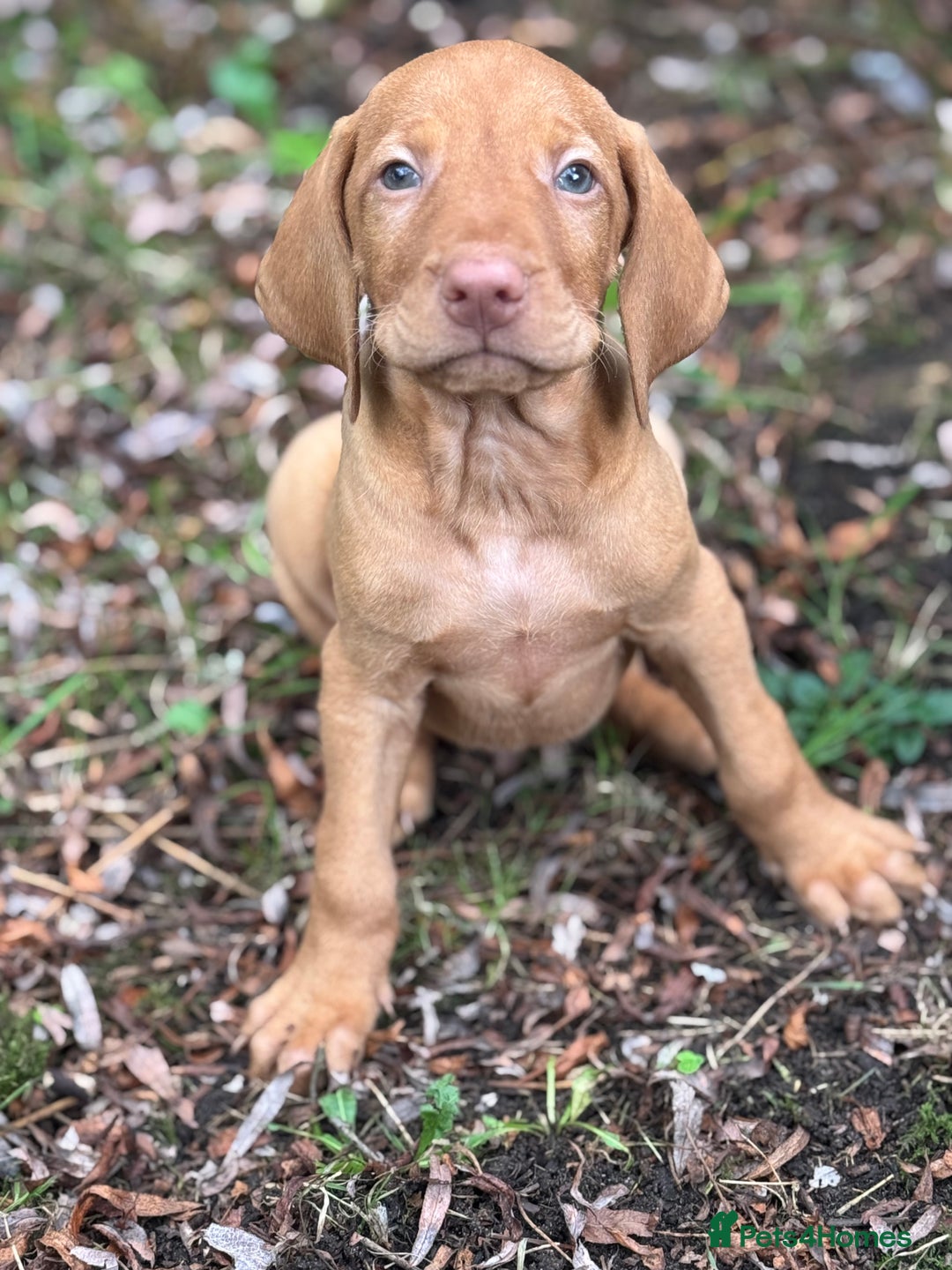 Hungarian Vizsla dogs for sale: PEDIGREE VIZSLA PUPS HIP & ELBOW TESTED PARENTS   - Image 14