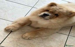 Chow Chow dogs for sale: Stunning fawn male chow chow - Image 2