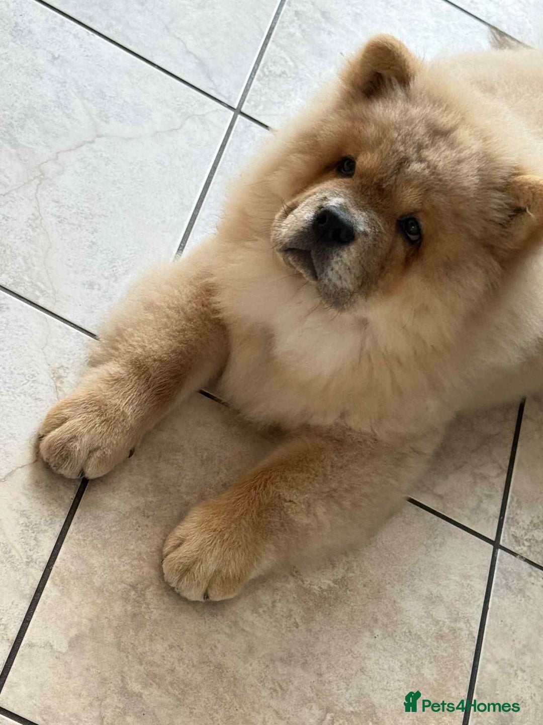 Chow Chow dogs for sale: Stunning fawn male chow chow - Image 2