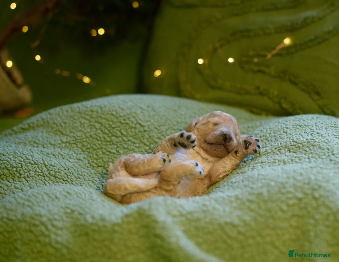 Goldendoodle dogs for sale: Exceptional Medium Goldendoodle pups for sale - Advert 4