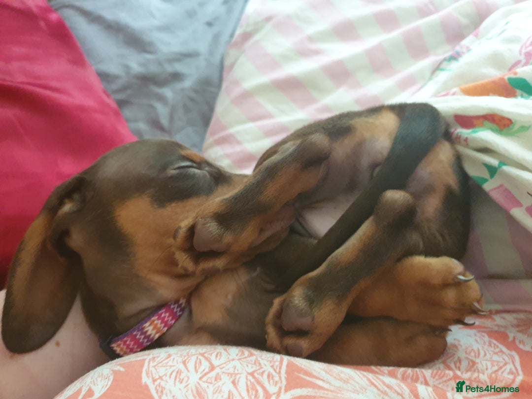 Dachshund dogs for sale:  11 week old Diva female Dachound - Image 16