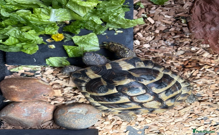 Tortoise reptiles - Advert 1