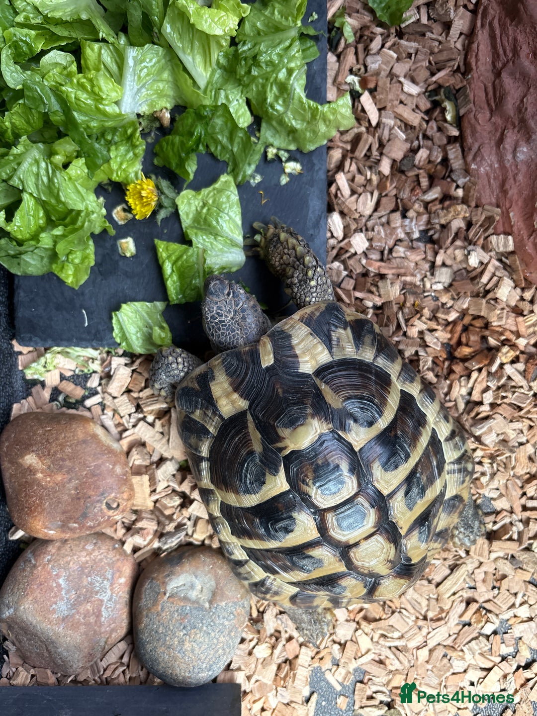 Tortoise reptiles for sale: Herman tortoise  - Image 1