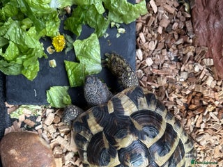 Tortoise reptiles - Advert 6