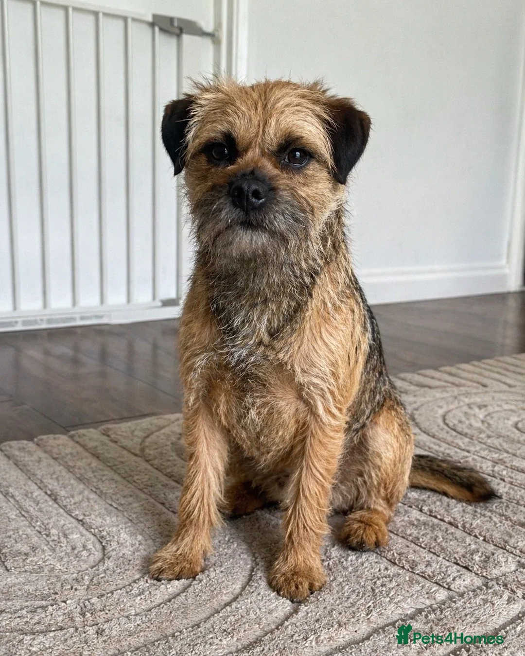 Border Terrier dogs for sale: Border terrier puppy’s for sale SLEM clear  - Advert 8