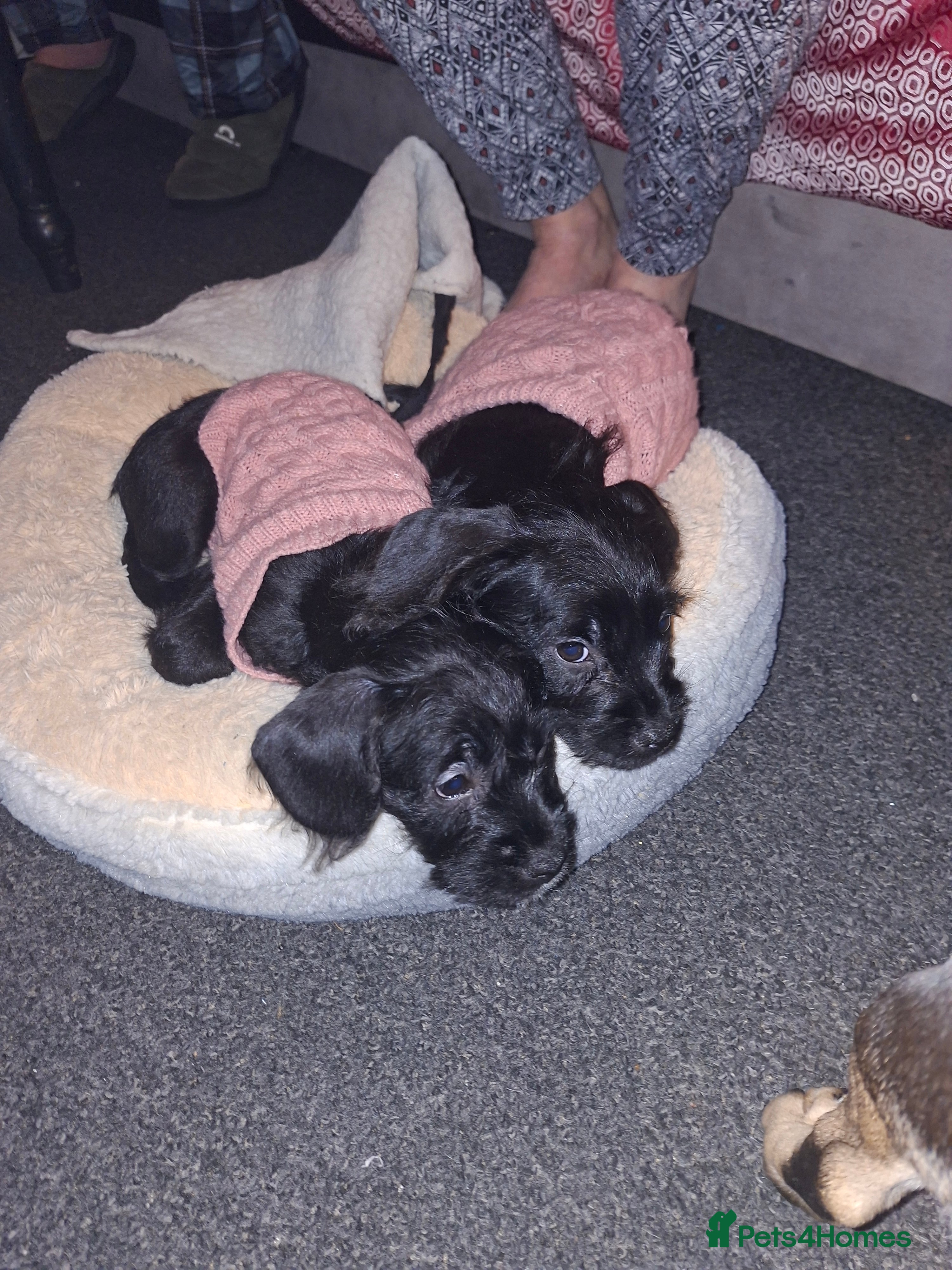 Mixed Breed dogs Miniature Poodle cross french bulldog puppies  - Advert 5