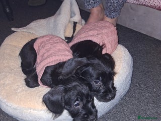 Mixed Breed dogs Miniature Poodle cross french bulldog puppies - Advert 5