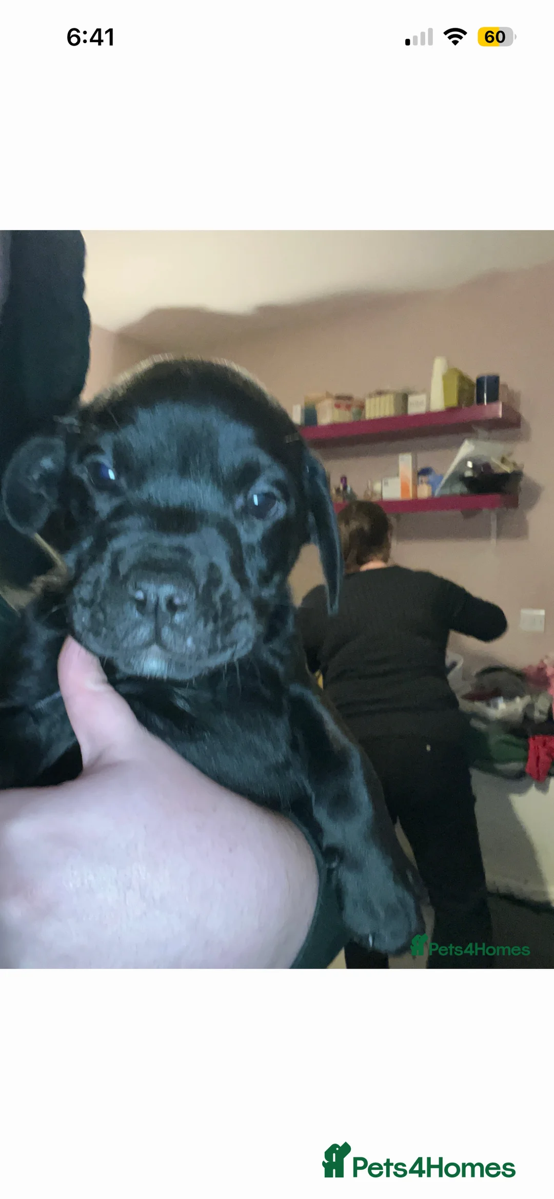 Mixed Breed dogs for sale: One female bullador  - Advert 2