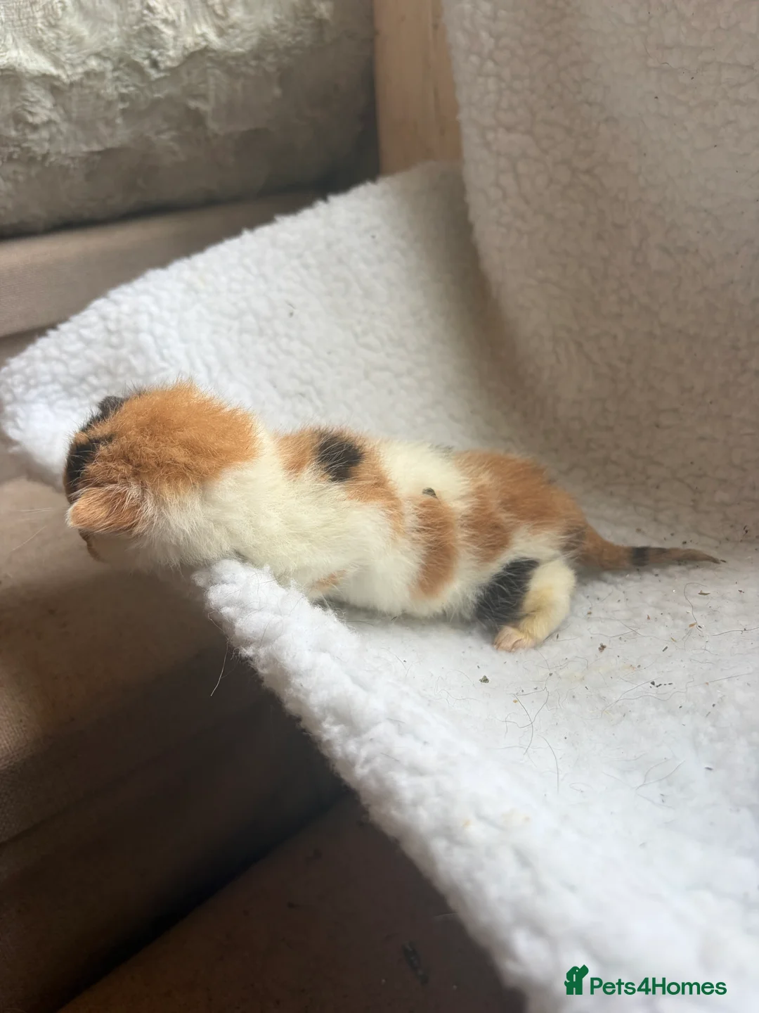 Mixed Breed cats for sale: Girl kittens  - Advert 9