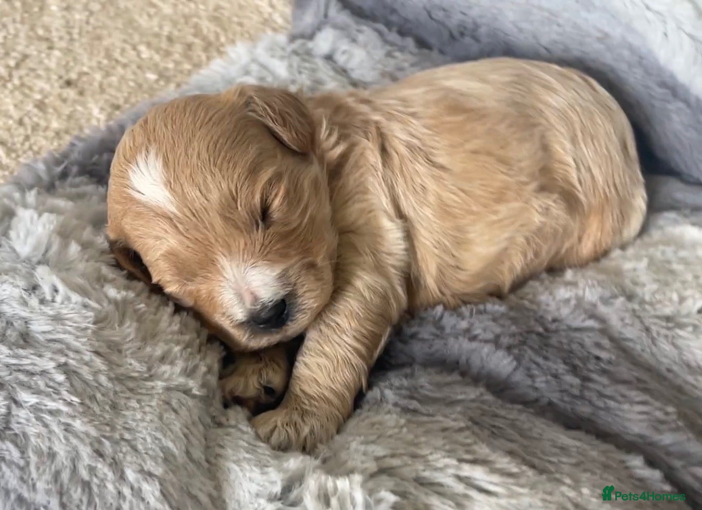 Cockapoo dogs 5⭐️ genetic tested Cockapoo Cream, Apricot, Red  - Advert 1
