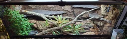 King Snake reptiles for sale: California king snake full set up in Prenton - Advert 7