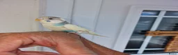 Budgerigars birds for sale: Super silly hand tamed baby budgies  - Advert 26