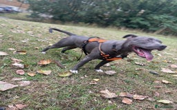 Mixed Breed dogs for sale: Staff x cane corso  - Image 4