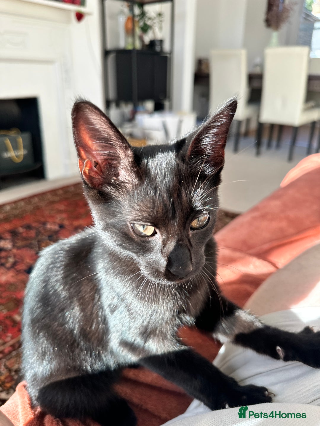 Mixed Breed cats for sale: Black cat for sale - Image 1