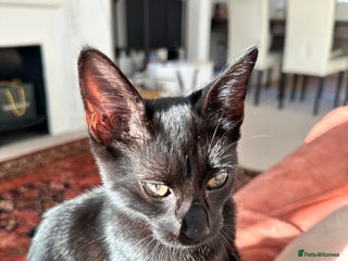 Mixed Breed cats - Advert 20