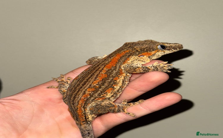 Gecko reptiles - Advert 3