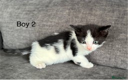 Domestic Shorthair cats for sale: Kittens - Image 11