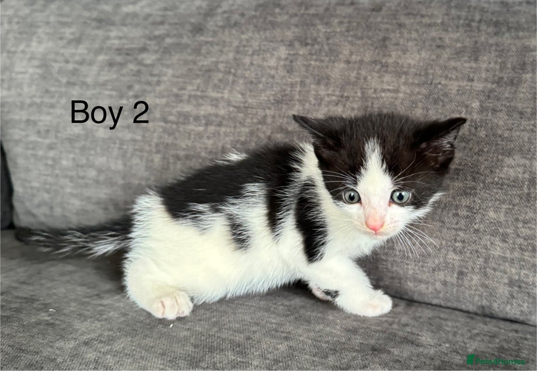 Domestic Shorthair cats for sale: Kittens - Image 11