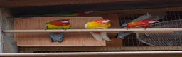 Mixed Breed birds for sale: Parakeets  in Chelmsford - Advert 7