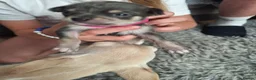 Chihuahua dogs for sale: Ready to love, gorgeous chihuahua puppies - Advert 7