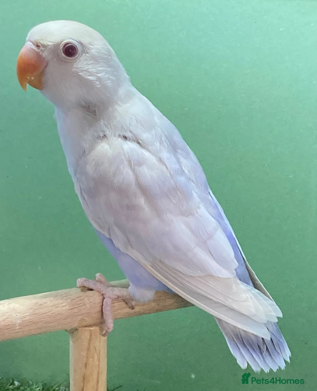 Lovebirds birds for sale: Lovebirds pale fallows - Advert 17