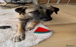 Mixed Breed dogs for sale: Melon – A Gentle Anatolian Shepherd Mix - Image 4