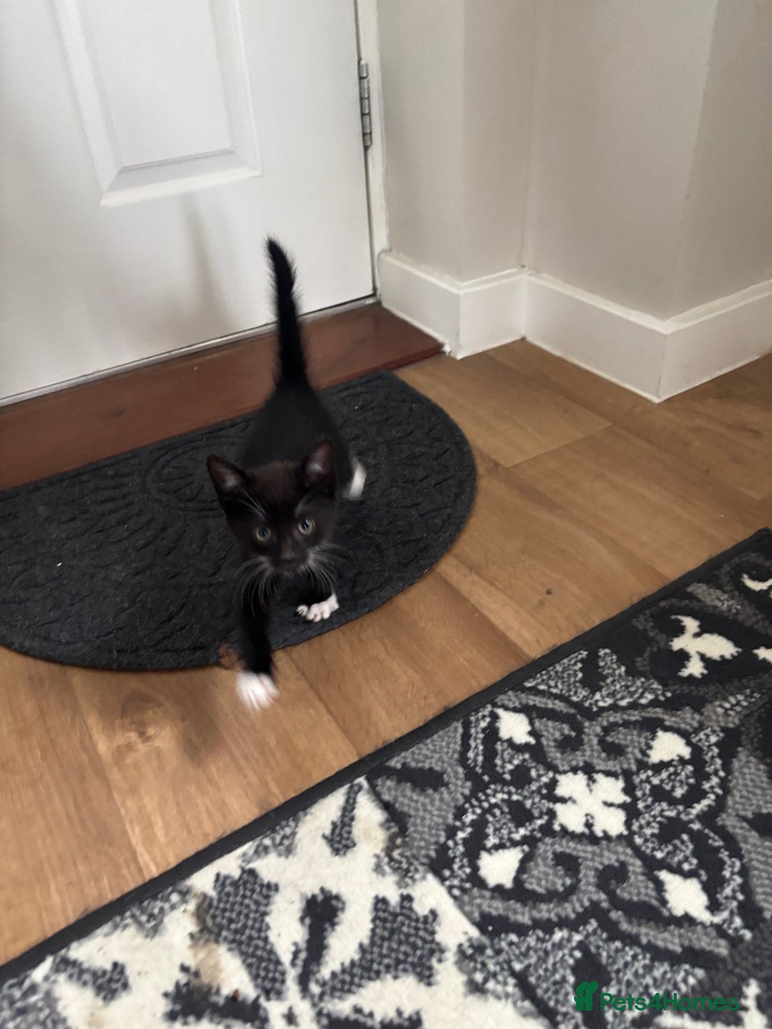 Mixed Breed cats for sale: Kittens ready for their new homes - Image 14