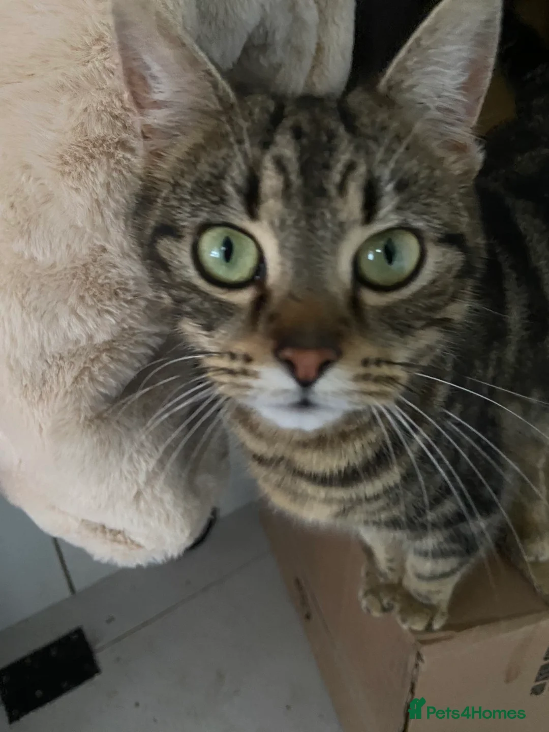 British Shorthair cats for sale: Tabby kittens for sale  - Advert 2