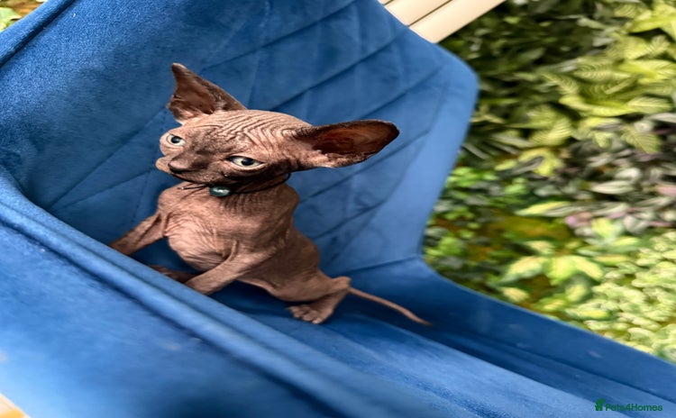 Sphynx cats - Advert 2