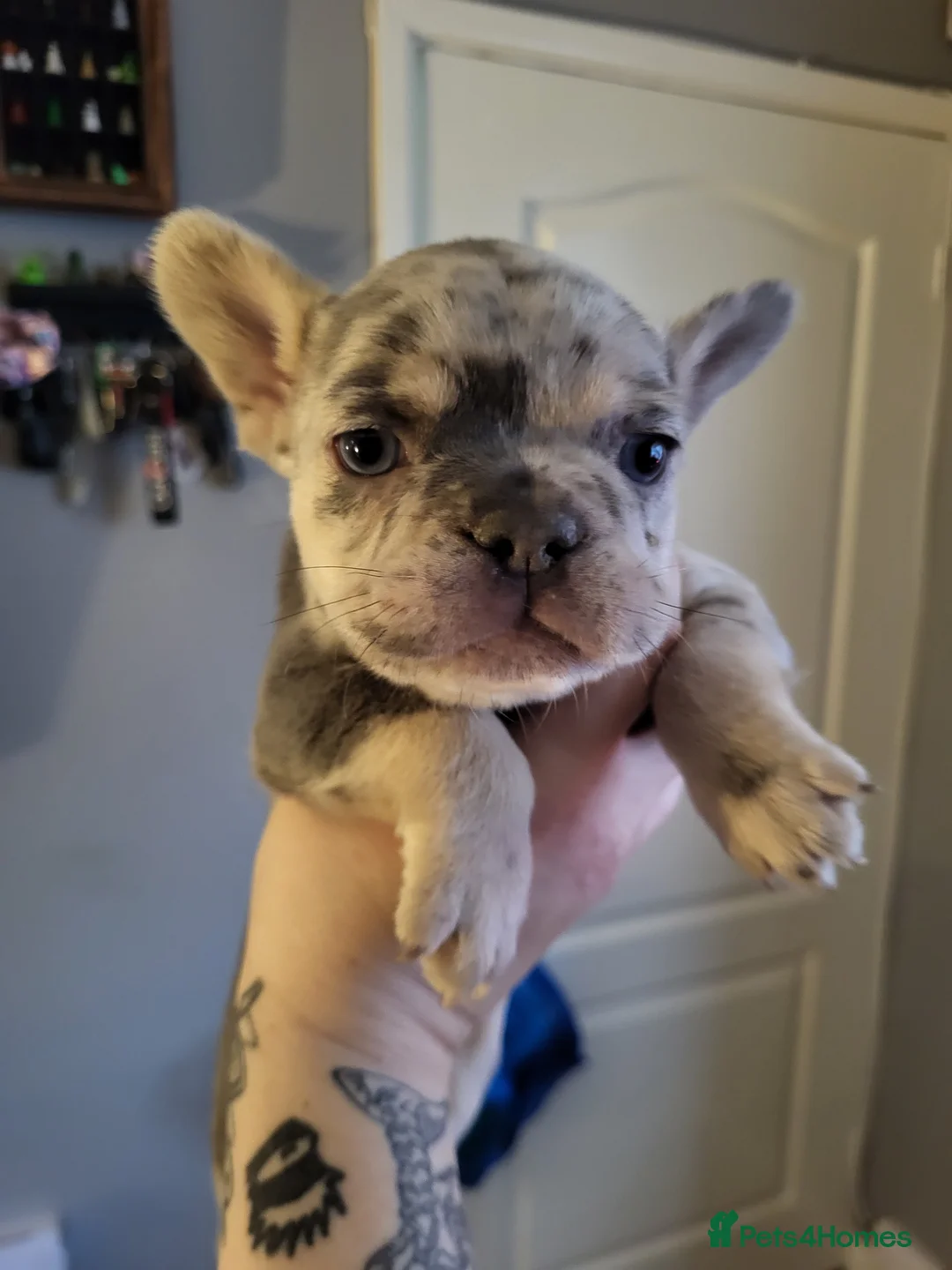 French Bulldog dogs for sale: French Bulldog Puppies - Advert 6
