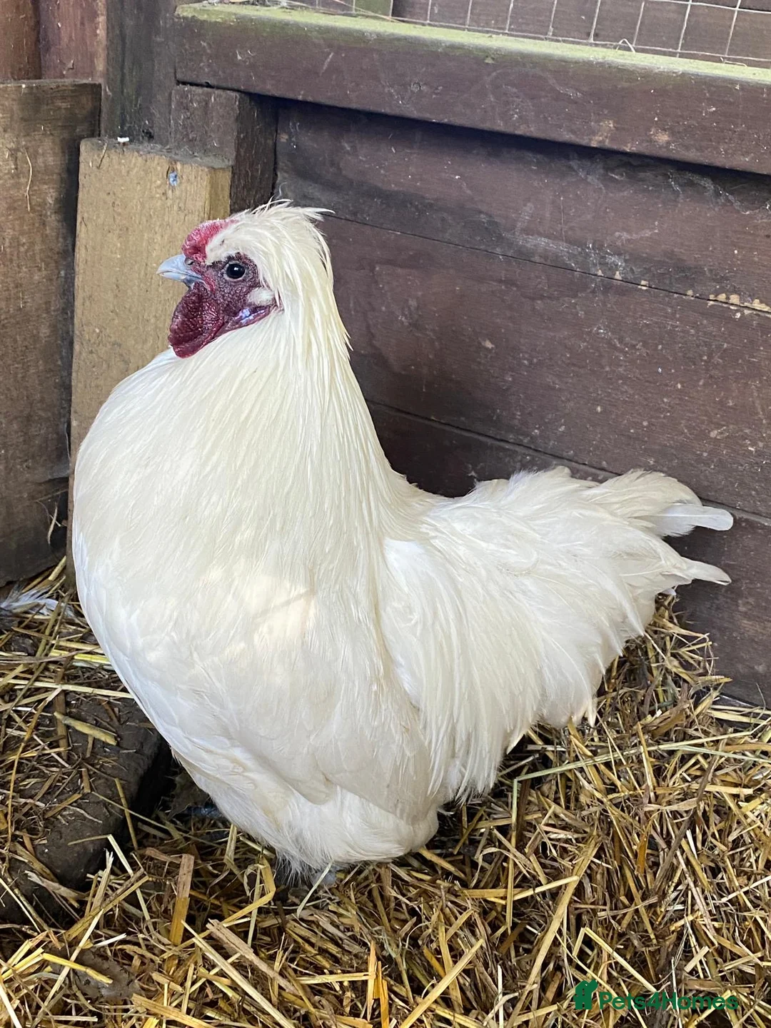 Chickens poultry for sale: Cocks in confinement due to crimes of passion - Advert 2