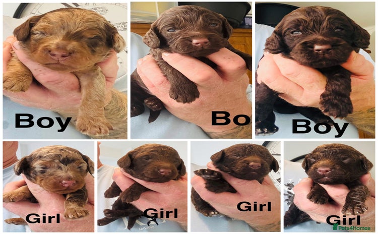 Cockapoo dogs - Advert 4