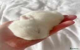 Mini Lop rabbits for sale: Mini lop babies available  - Image 11