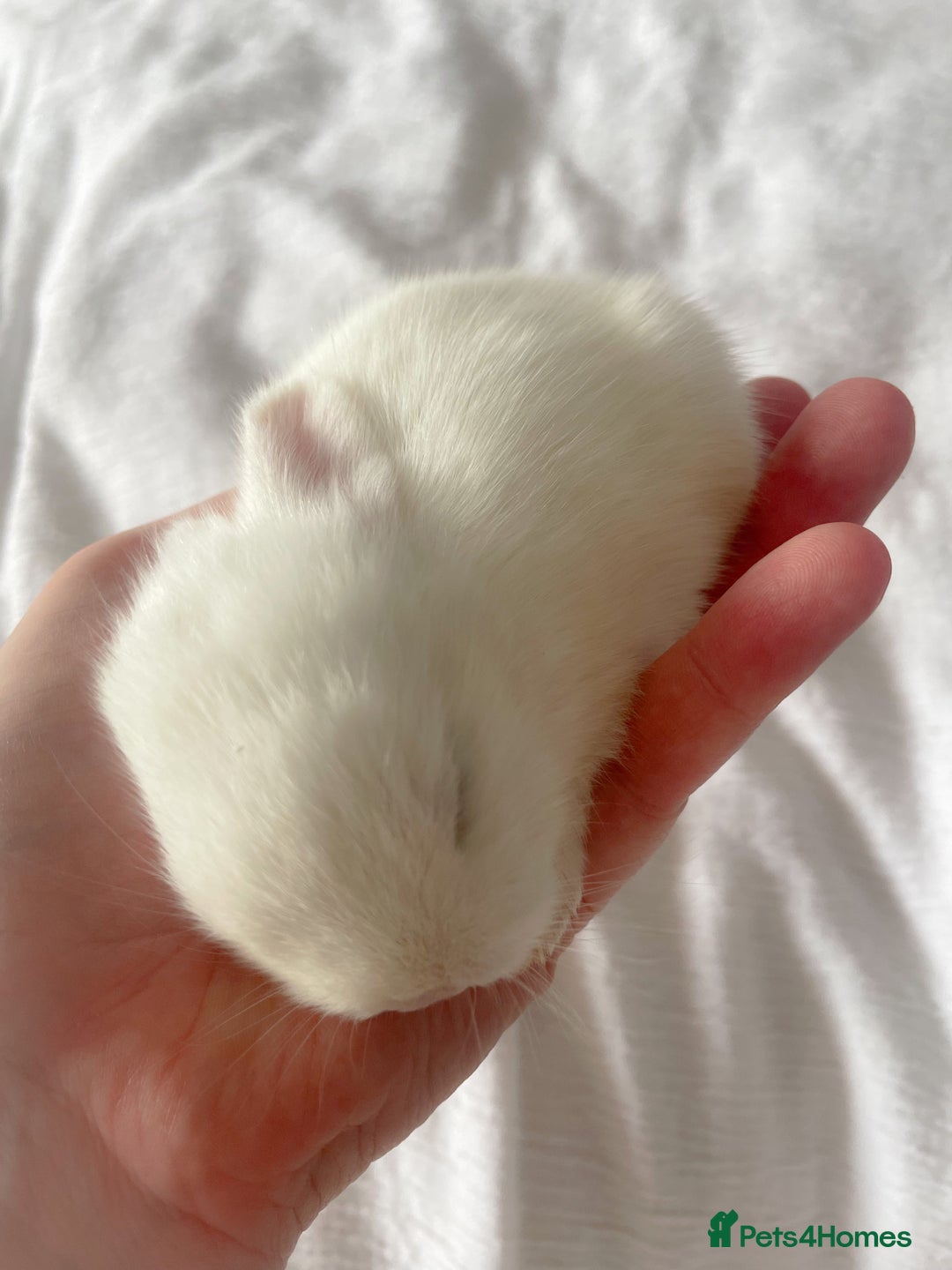 Mini Lop rabbits for sale: Mini lop babies available  - Image 11