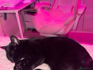 Domestic Shorthair cats Most loving Unique polydactyl boy ❤️ - Advert 4