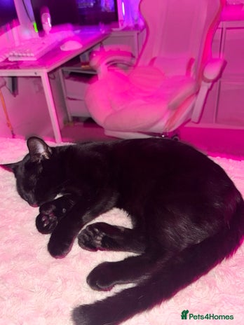 Domestic Shorthair cats Most loving Unique polydactyl boy ❤️ - Advert 1