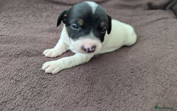Jack Russell dogs for sale: Delightful Jack Russell Puppies  - Image 15